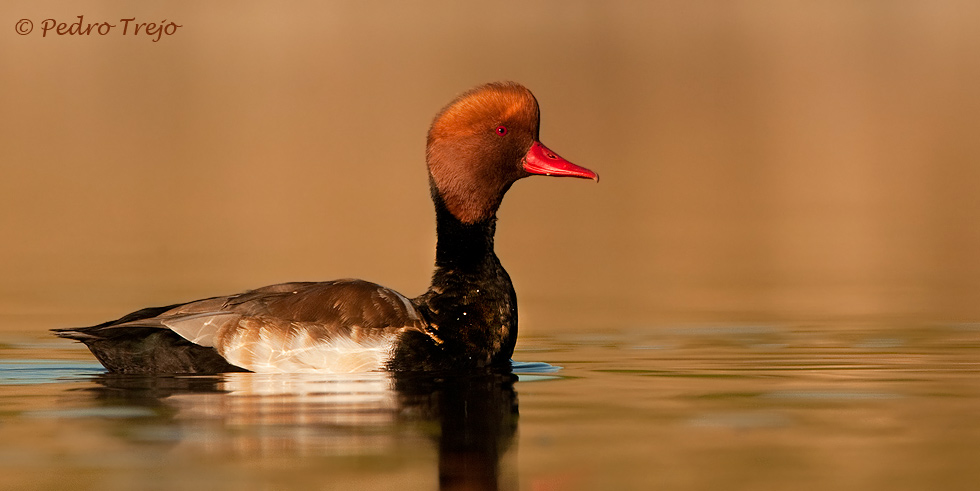 PATO COLORADO